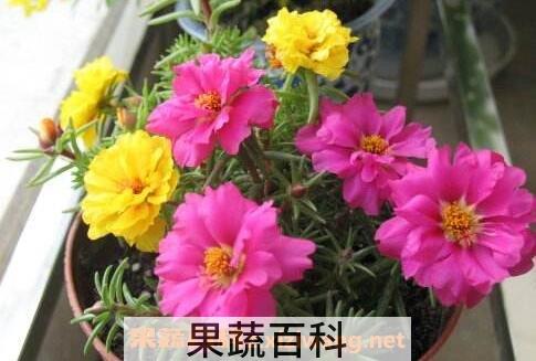 重瓣太阳花的种植方法