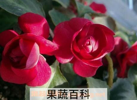 重瓣小凤仙花怎么养