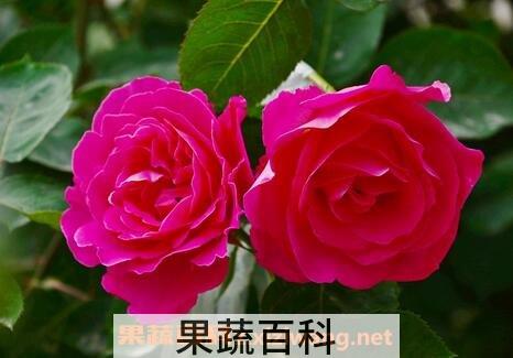 种植月季花的方法