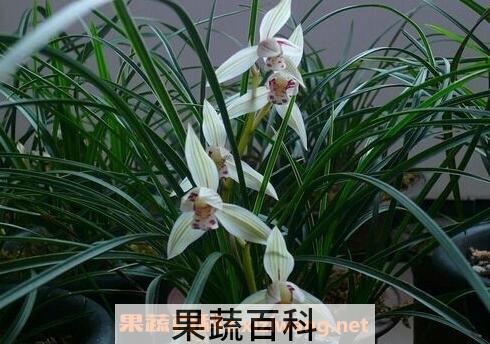 竹兰花养殖方法