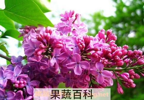 子丁花图片 子丁花的养法
