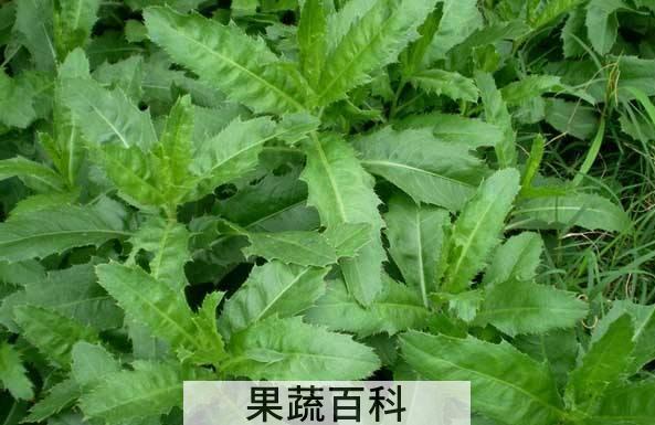 刺儿菜的功效与作用 刺儿菜怎么吃好