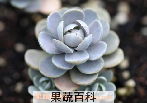 子持莲花养殖方法 子持莲花怎样枝插