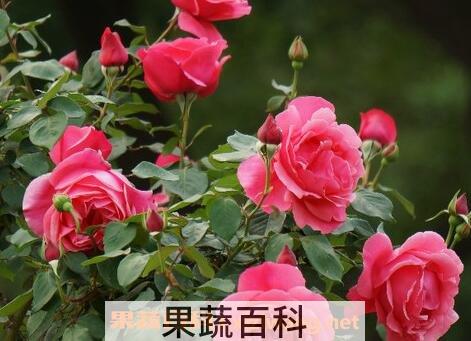 月季花的功效与作用及食用方法
