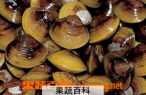 果蔬百科河蚬的功效与作用