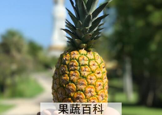 金菠萝与普通菠萝的区别 吃菠萝的好处