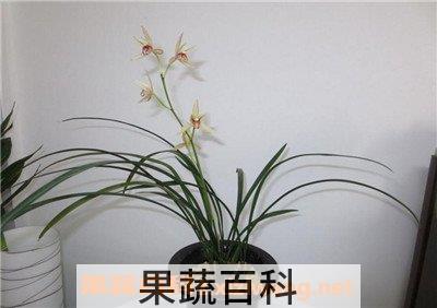 建兰