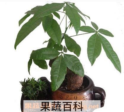 招财树的养殖方法和注意事项