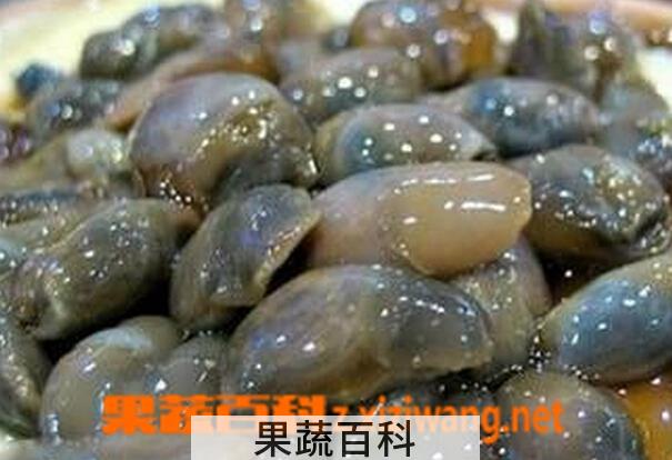 果蔬百科泥螺的功效与作用