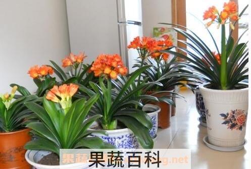 长叶君子兰的养殖方法和注意事项