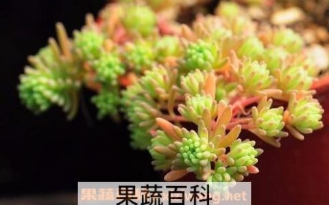 厚脸皮如何养殖 厚脸皮的养殖方法