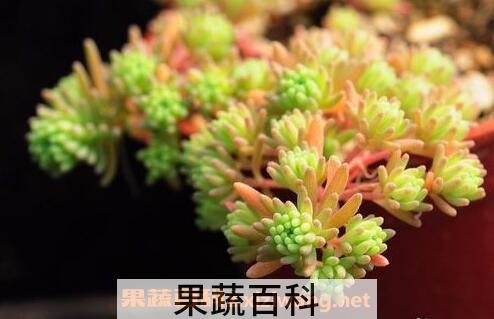 厚脸皮 