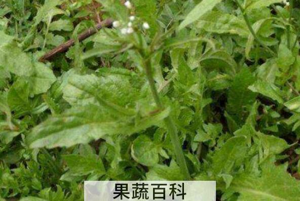 田荠菜的功效与作用