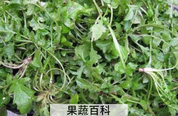 地菜的功效与作用 地菜的禁忌