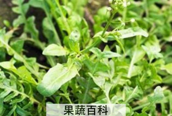 地菜的功效与作用 地菜的禁忌