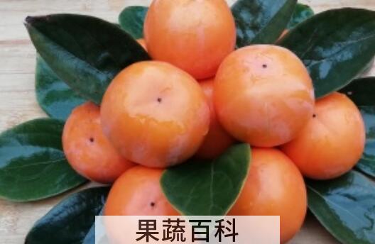 懒柿子的功效与作用及禁忌
