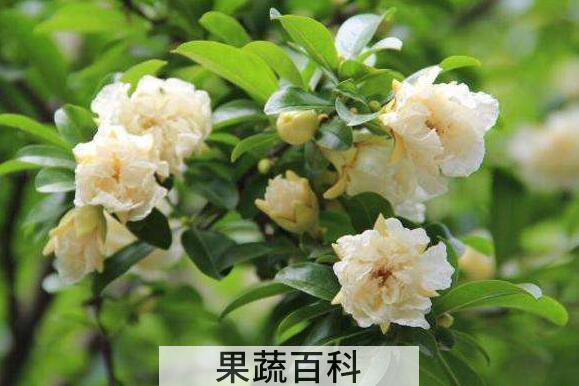 白石榴花的功效与作用及禁忌