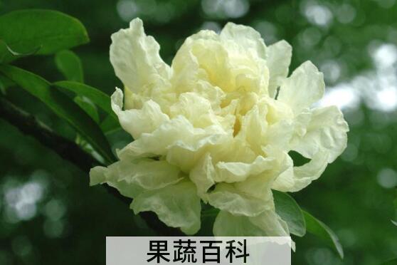 白石榴花的禁忌