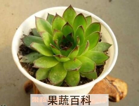 观音莲 