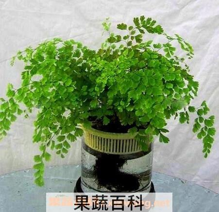 铁线蕨 