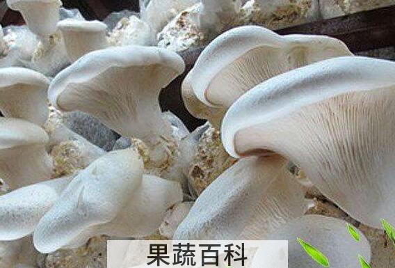 白灵菇怎么吃 白灵菇的食用方法