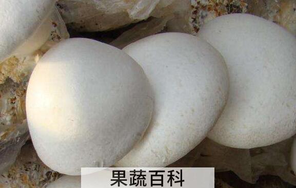 白灵菇怎么吃 白灵菇的食用方法