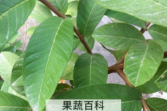 石榴叶的功效与作用及副作用