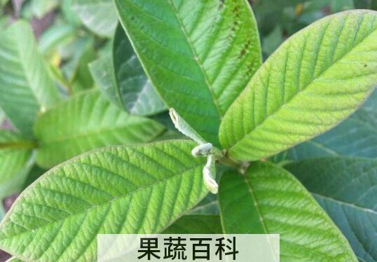 石榴叶的副作用
