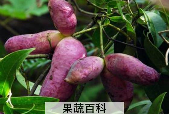 八月瓜酒的功效与作用