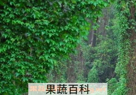 常青藤