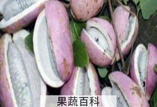 八月瓜皮泡酒的功效与作用及副作用