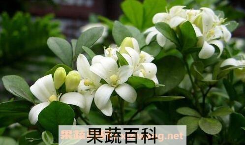 九里香