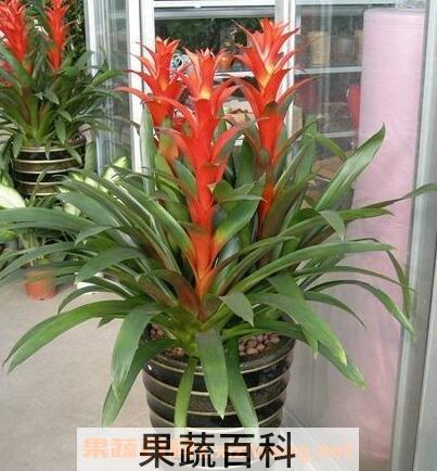 凤梨花