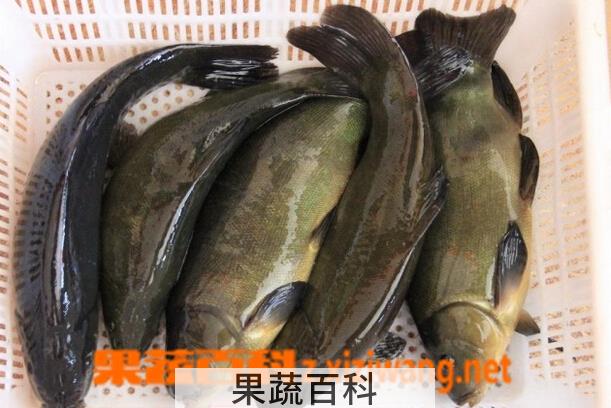 果蔬百科丁桂鱼的营养价值