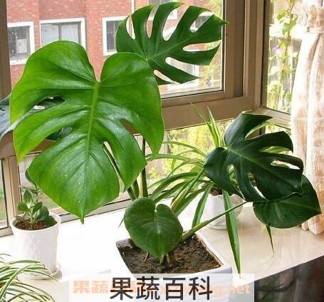 龟背