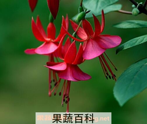 倒挂金钟