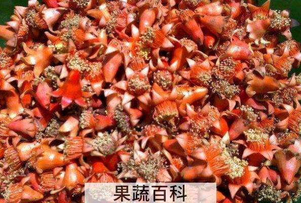 石榴花晒干泡茶的功效