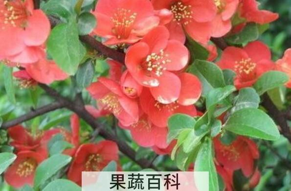 石榴花晒干泡茶的功效
