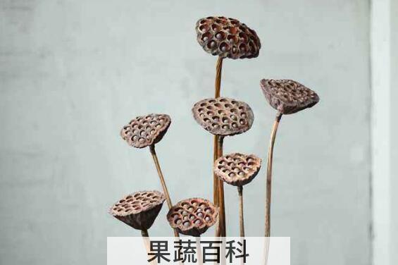 莲蓬干的功效与作用及禁忌