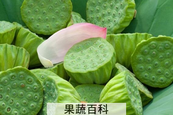莲蓬壳煮水的功效与作用 莲蓬壳煮水喝的禁忌
