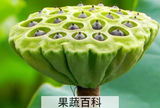 莲蓬壳煮水的功效与作用 莲蓬壳煮水喝的禁忌