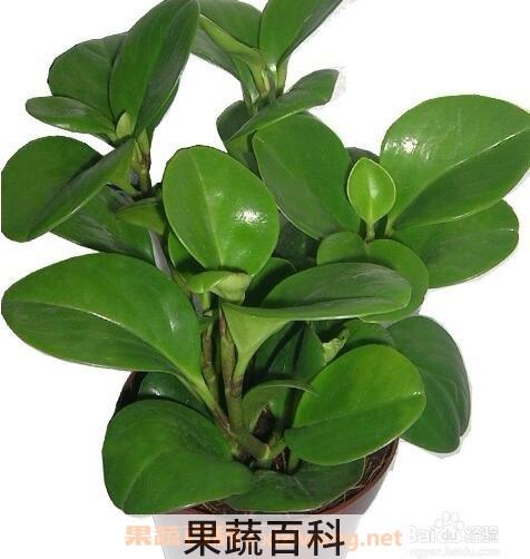 碧玉