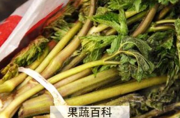 苦乐芽怎么做 苦乐芽的食用方法