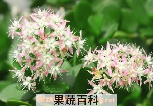 玉树
