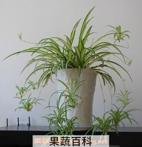 吊兰