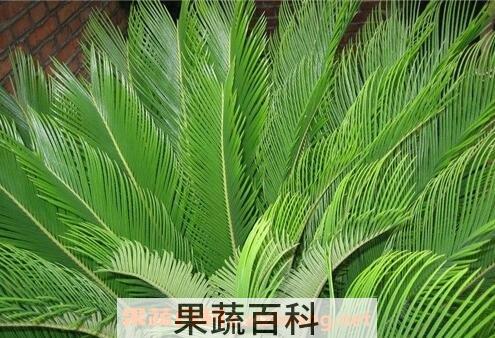 铁树