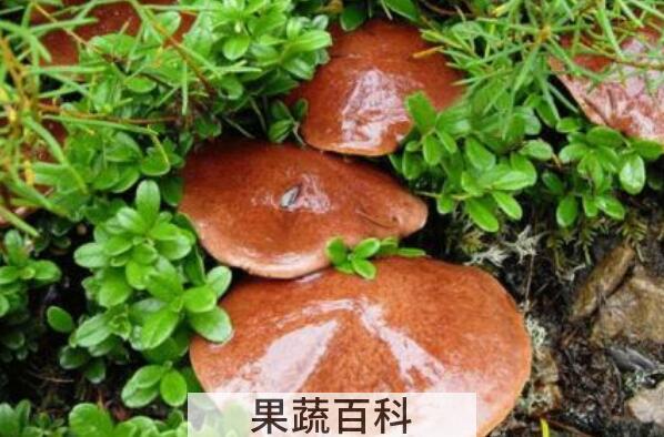 红乳牛肝菌的功效与作用
