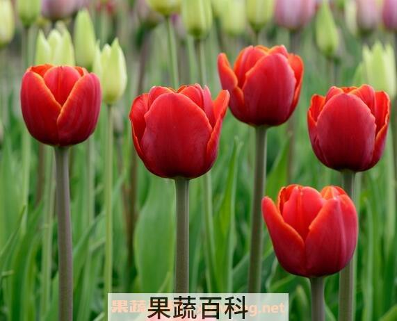 郁金香 