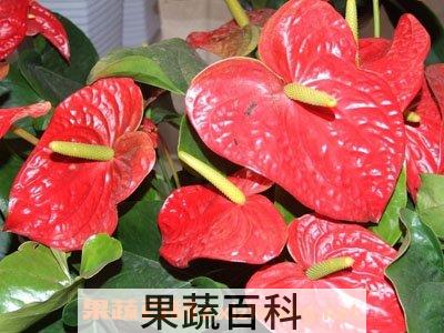 红掌