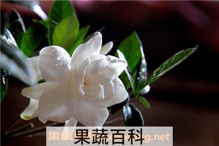 栀子花